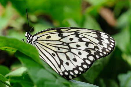 Black and White Butterfly